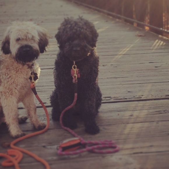 Meet your Posher, Regan - Picture 1 of 1